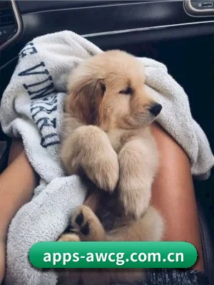 吃瓜暗网 APP